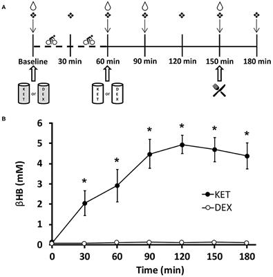 Exogenous Ketones Lower Post-exercise Acyl-Ghrelin and GLP-1 but Do Not Impact Ad libitum Energy Intake